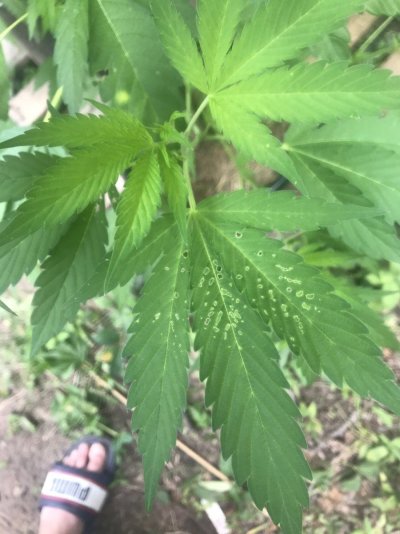 some-plants-have-little-spots-missing-2.jpg