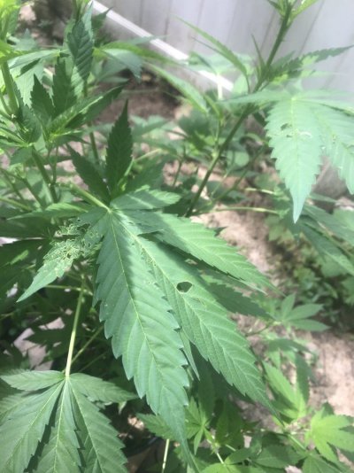 some-plants-have-little-spots-missing-3.jpg