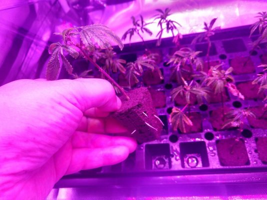Two strains, one tent - "Whiskey Zulu" autos and "Blueberry Muffin" clones