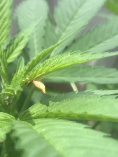 some-plants-have-little-spots-missing-4.jpg