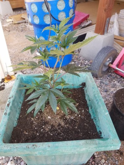 Arizona - Shed + Tent & Outdoor Growing Journal