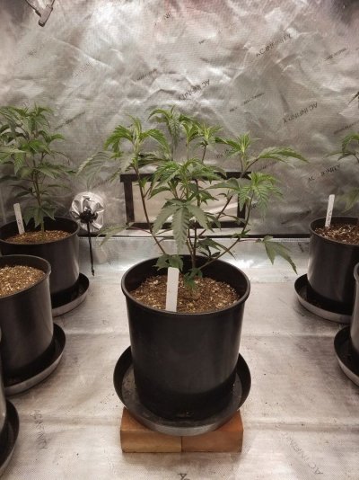 Arizona - Shed + Tent & Outdoor Growing Journal