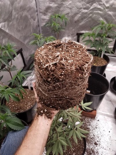 Arizona - Shed + Tent & Outdoor Growing Journal