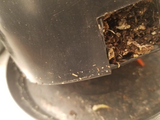 Arizona - Shed + Tent & Outdoor Growing Journal
