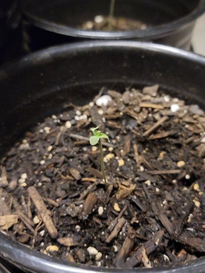 is-my-grow-light-effecting-the-lottle-leafs.jpg