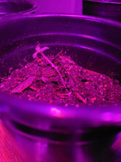is-my-grow-light-effecting-the-lottle-leafs-3.jpg