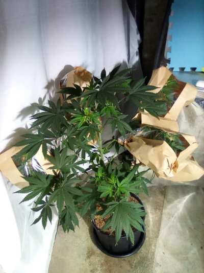 eh-my-name-is-alby-35-year-grower-low-tech-guru-grand-poohbah-of-all-that-is-cheap-and-thrifty...jpg
