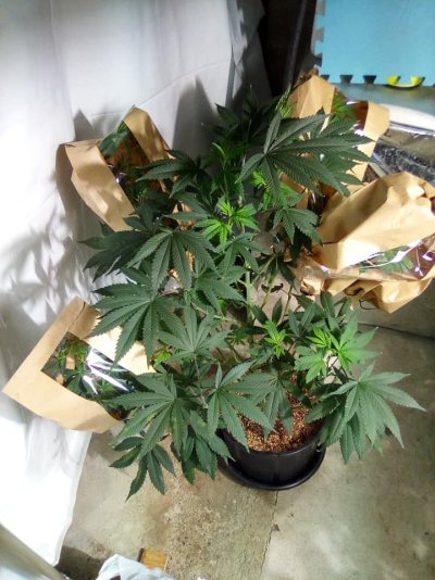 eh-my-name-is-alby-35-year-grower-low-tech-guru-grand-poohbah-of-all-that-is-cheap-and-thrifty...jpg