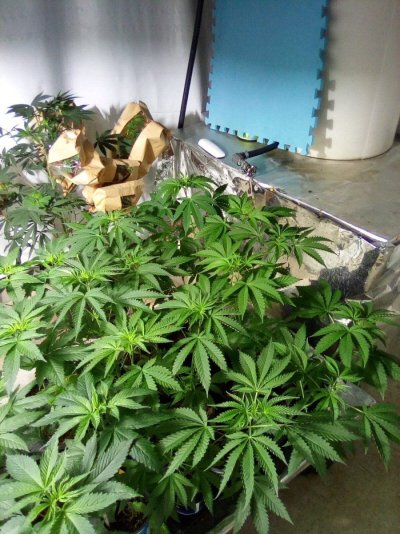 eh-my-name-is-alby-35-year-grower-low-tech-guru-grand-poohbah-of-all-that-is-cheap-and-thrifty...jpg