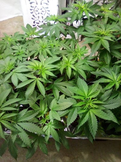 eh-my-name-is-alby-35-year-grower-low-tech-guru-grand-poohbah-of-all-that-is-cheap-and-thrifty...jpg