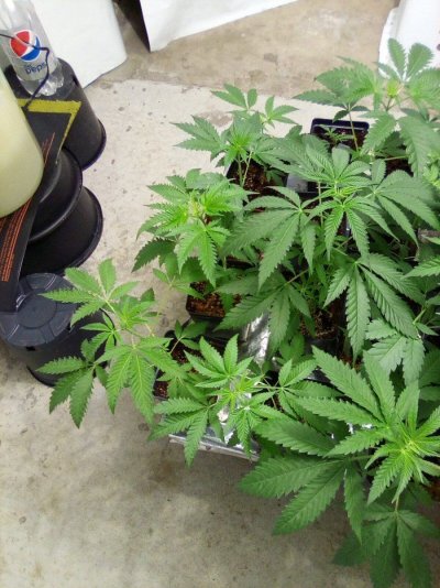 eh-my-name-is-alby-35-year-grower-low-tech-guru-grand-poohbah-of-all-that-is-cheap-and-thrifty...jpg