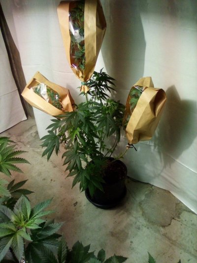 eh-my-name-is-alby-35-year-grower-low-tech-guru-grand-poohbah-of-all-that-is-cheap-and-thrifty...jpg