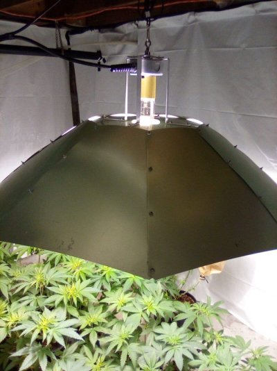 eh-my-name-is-alby-35-year-grower-low-tech-guru-grand-poohbah-of-all-that-is-cheap-and-thrifty...jpg