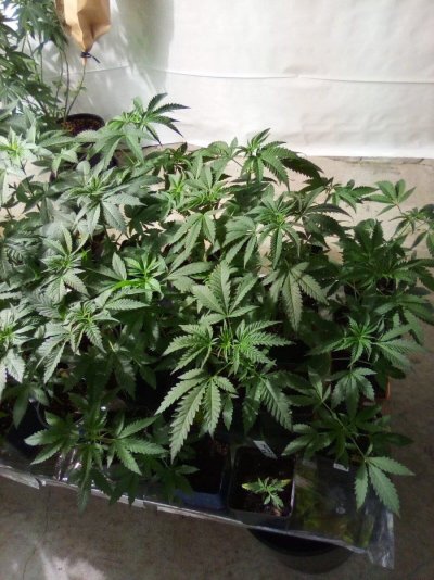 eh-my-name-is-alby-35-year-grower-low-tech-guru-grand-poohbah-of-all-that-is-cheap-and-thrifty...jpg