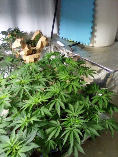 eh-my-name-is-alby-35-year-grower-low-tech-guru-grand-poohbah-of-all-that-is-cheap-and-thrifty...jpg