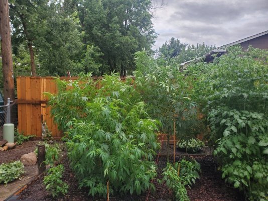 trying-times-growing-outdoors-colorado.jpg