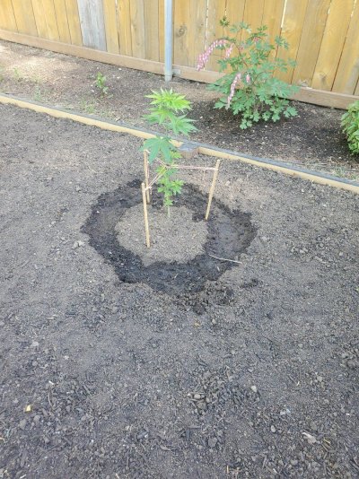 trying-times-growing-outdoors-colorado-2.jpg
