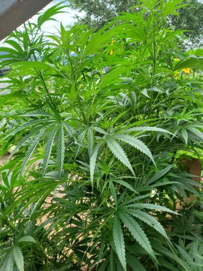this-beautiful-girls-are-getting-crazy-big-and-beautiful-flowers-cant-wait.jpg