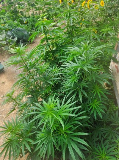 this-beautiful-girls-are-getting-crazy-big-and-beautiful-flowers-cant-wait-2.jpg