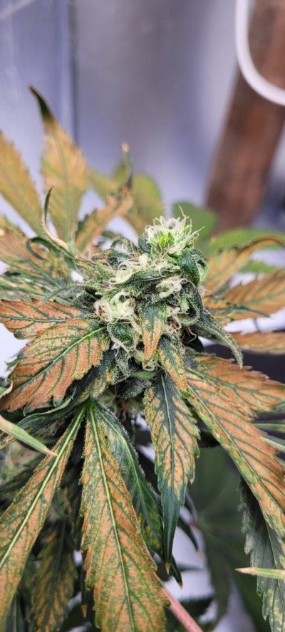 issue-with-hydro-grow-see-pics.jpg