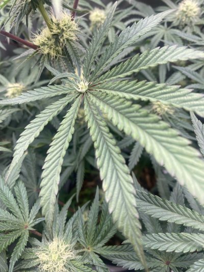 Anyone ever see this? Crazy bud growth