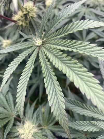Anyone ever see this? Crazy bud growth
