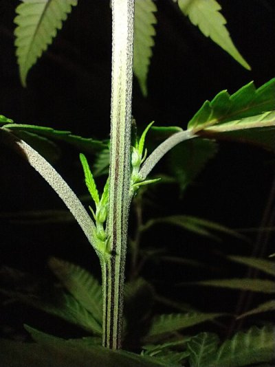 1st-grow-male-or-female-2.jpg