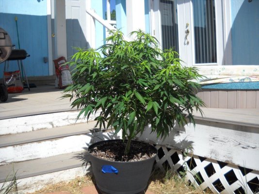 does-plant-age-or-maturity-make-a-difference-in-your-smoke.jpg