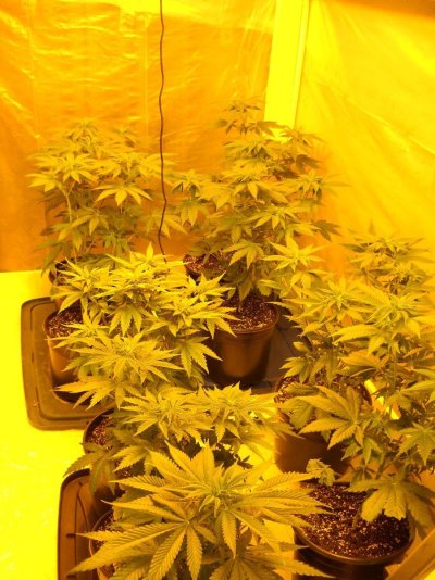 does-plant-age-or-maturity-make-a-difference-in-your-smoke-2.jpg