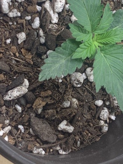 is-this-mildew-plz-help.jpeg