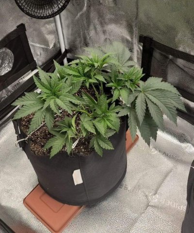 First time grow!! Any tips??