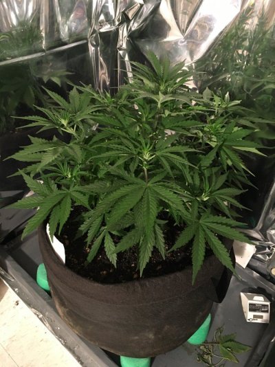 First time Mephisto seeds four weeks old