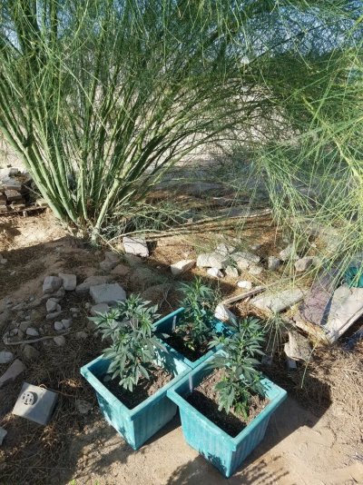 Arizona - Shed + Tent & Outdoor Growing Journal