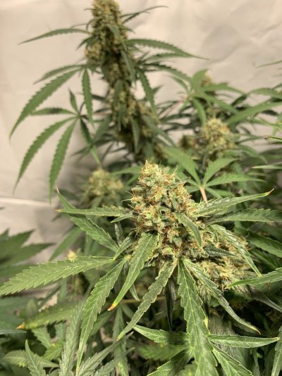 I want to use my goat fertilizer to grow huge buds