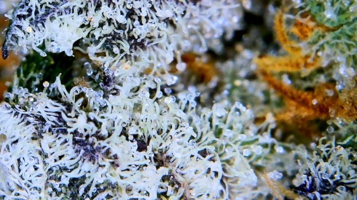 Let's See Your Frostiest Flowers