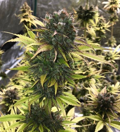 Some Dynasty Genetics, LIT and Sannie selections