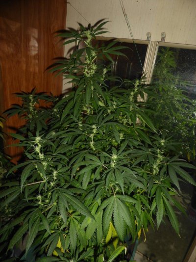 In Canada Some Of My Flowers