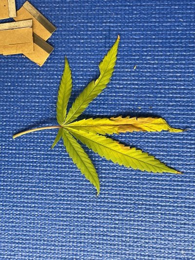 hydroponic-deficiency-could-someone-please-confirmation-2.jpeg