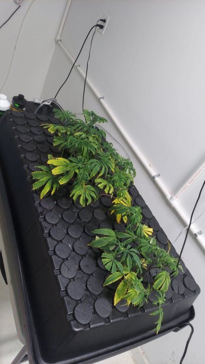 Clones rooted (rapid rooter), but in rockwool they are yellow ...