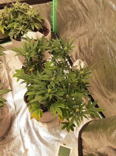 update-on-muchacha-plants-and-tiny-brown-spots.jpg