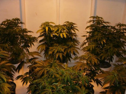 multi-strain-growgonna-be-some-monsters-2.jpg