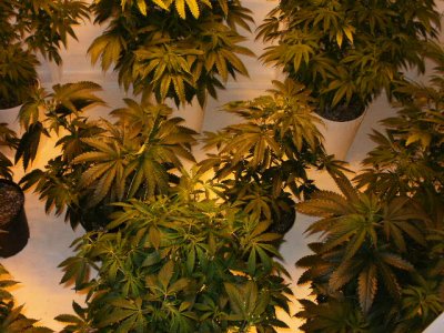 multi-strain-growgonna-be-some-monsters-4.jpg