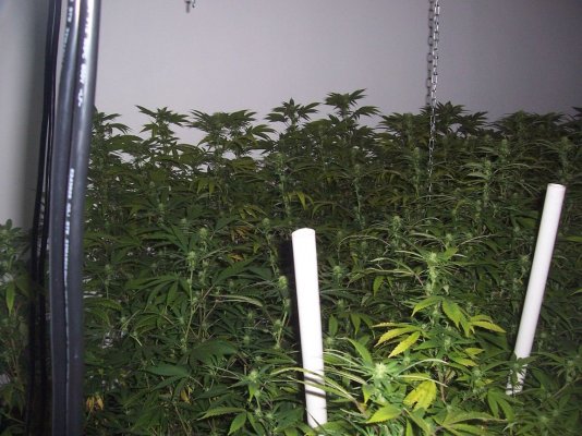 perpetual buds