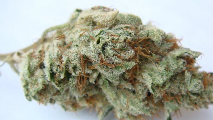 Cali Connection Purple Og-University Wellness Center 11-07-10 3.JPG