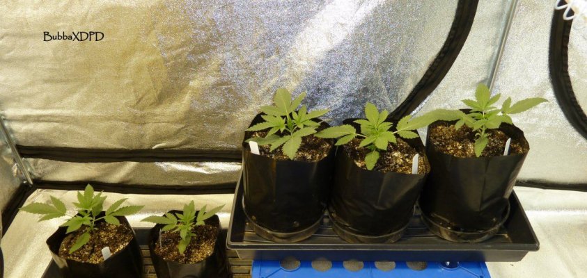 BKxDPD seedlings 030.JPG
