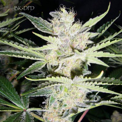 SR71, Purp Doja, Frosty 014-1.JPG