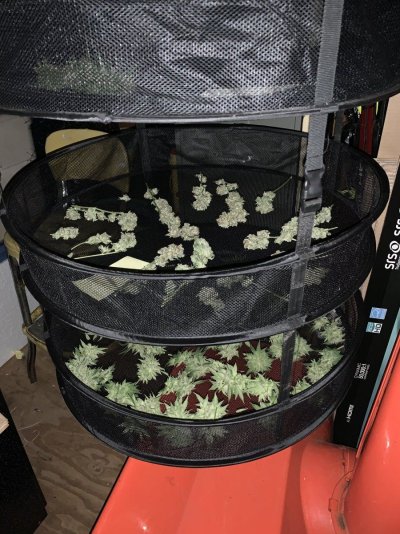 Curing and Burping: I have questions