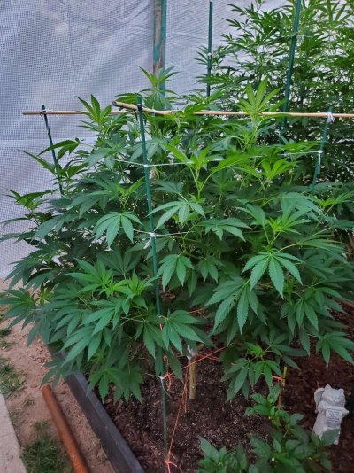First time growing outside Colo
