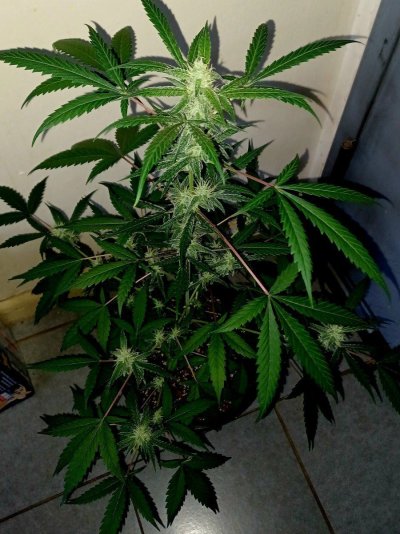 Help with droopy super lemon haze