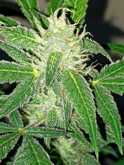 Help with droopy super lemon haze